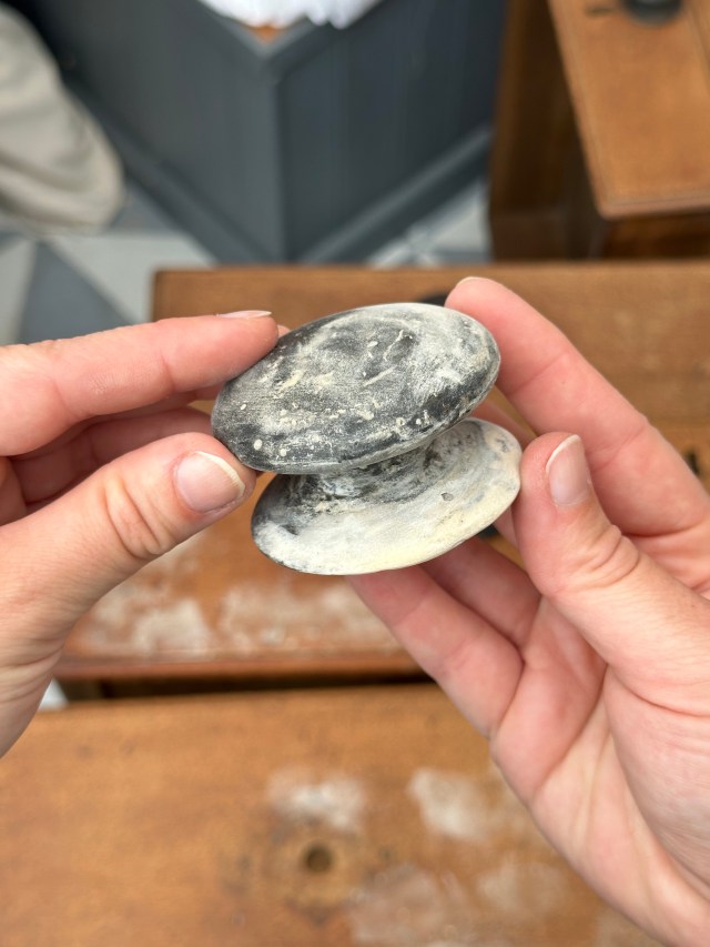 rebuilding knobs with wood filler