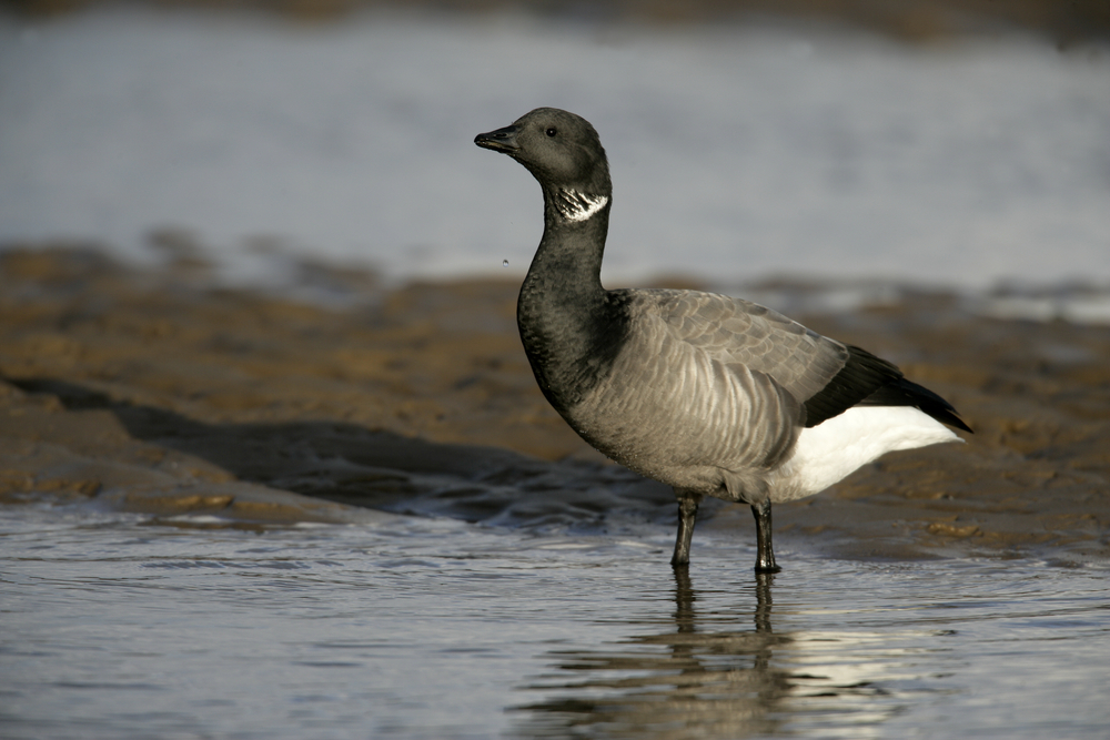 Housebuilder pauses construction to protect migrating birds