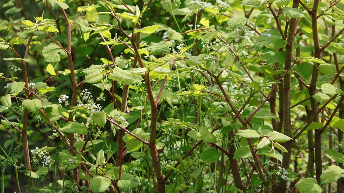 Japanese knotweed heatmap reveals UK’s most impacted areas