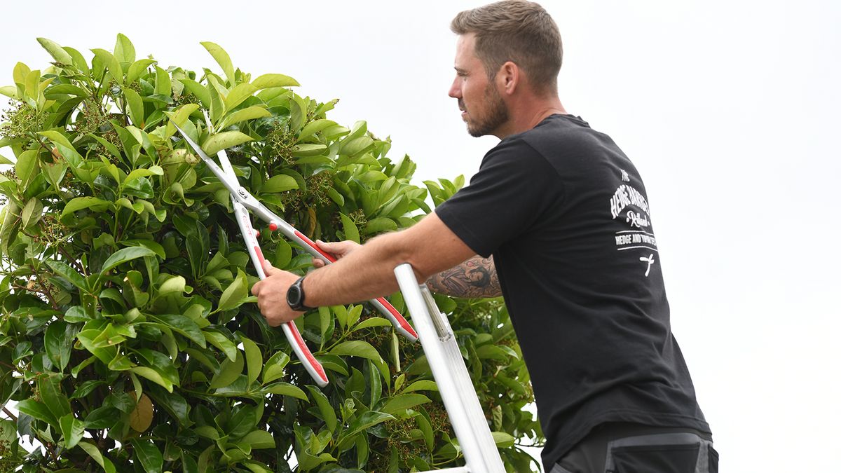 When to cut hedges: Advice for UK gardeners
