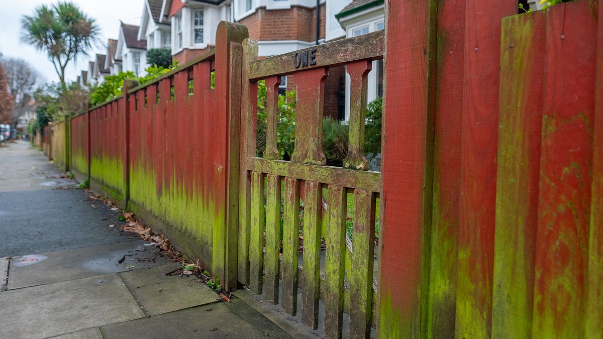 Painting over green algae on a fence: we explain the rules