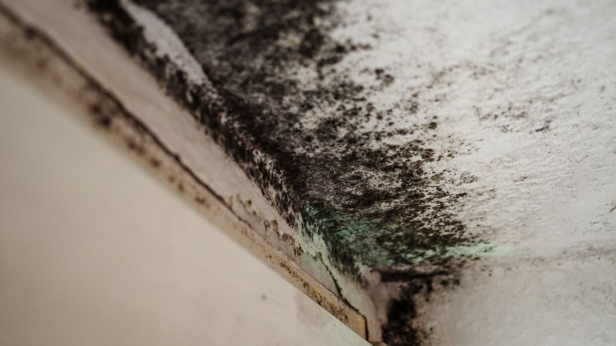Mould and damp now at five-year high in England’s homes, survey reveals