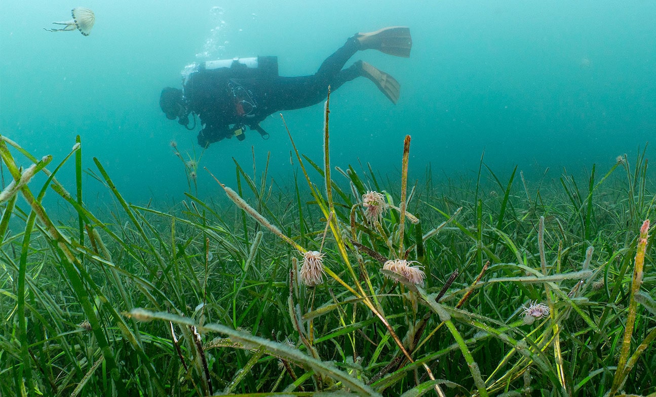 Kier supports UK-first study into seagrass use to fight microplastics