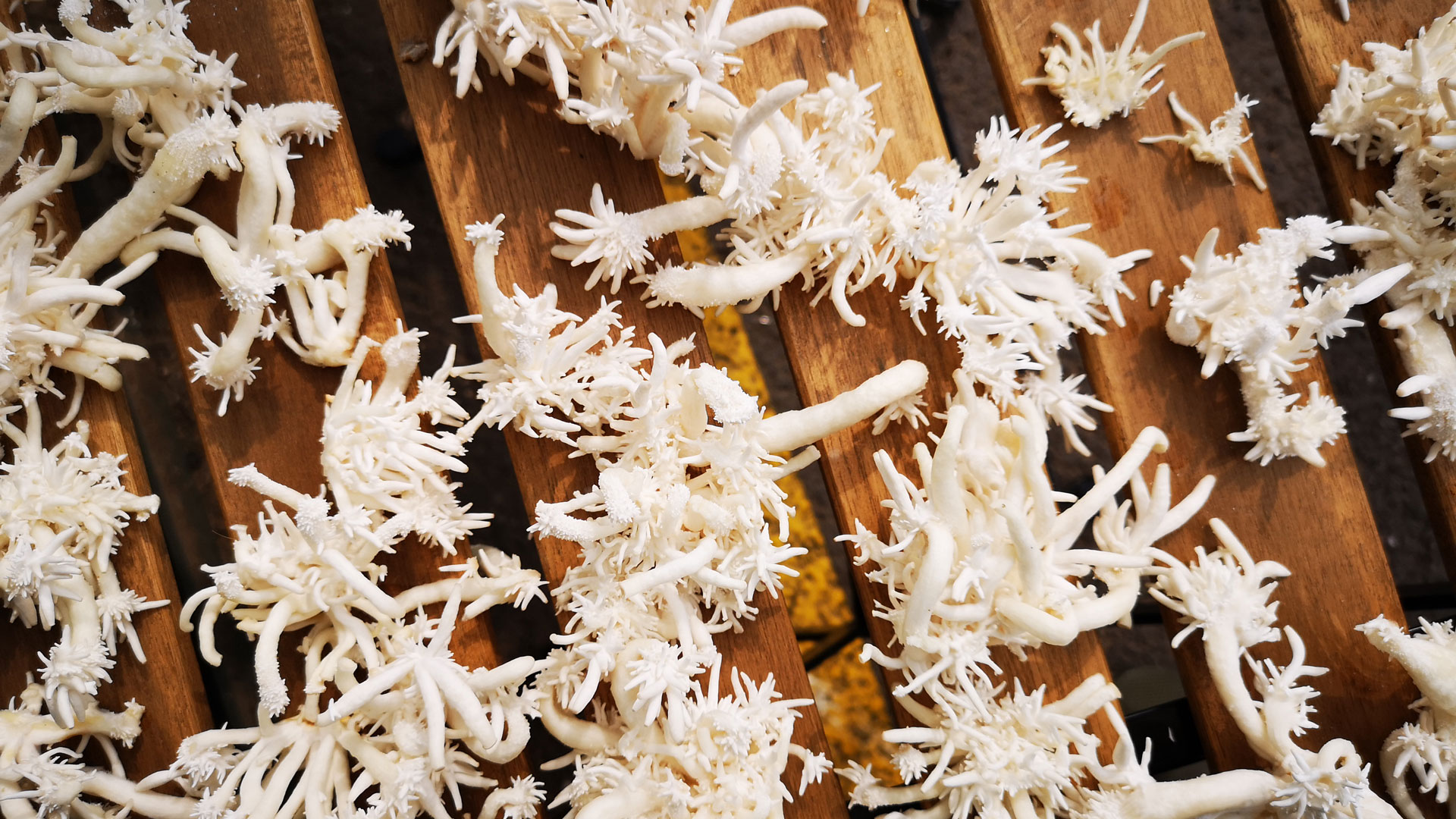 BIOHM Seeks to Turn Plastic Waste into Insulation Material with Mushrooms