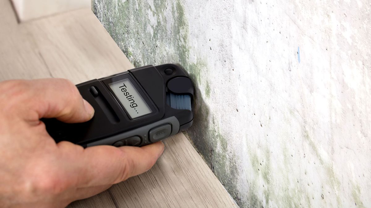 Why testing for mould is good for your home and your health