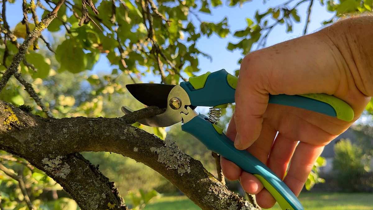 8 trees to prune in spring