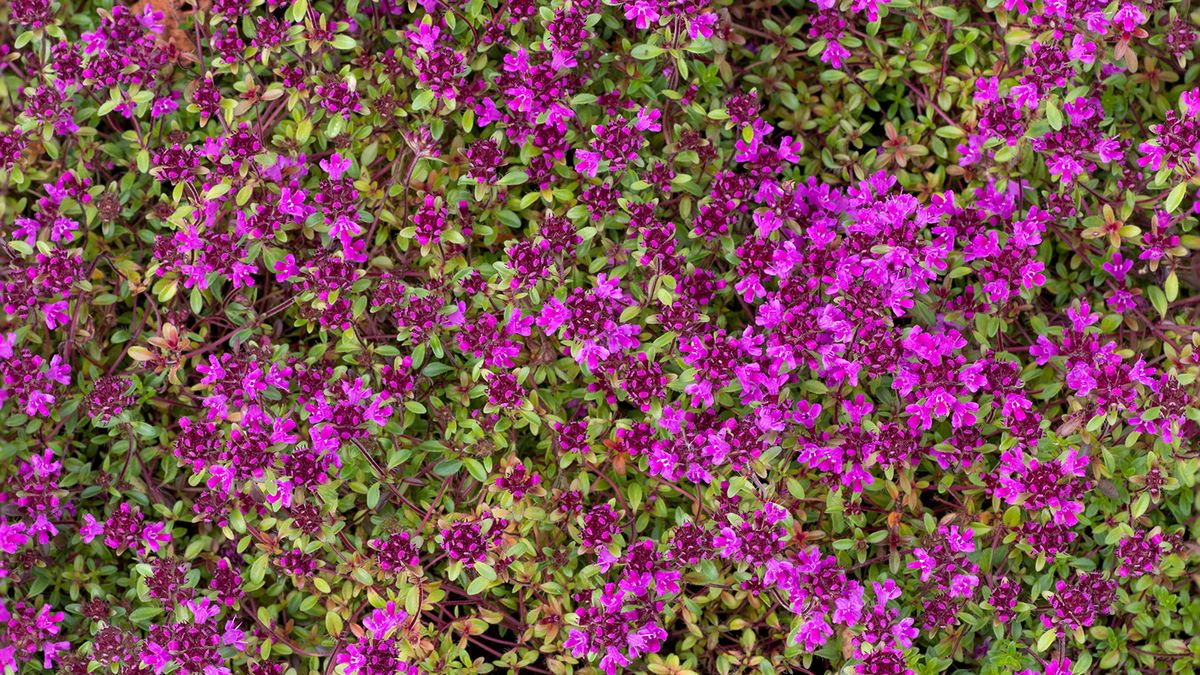 Is red creeping thyme a good alternative to grass?