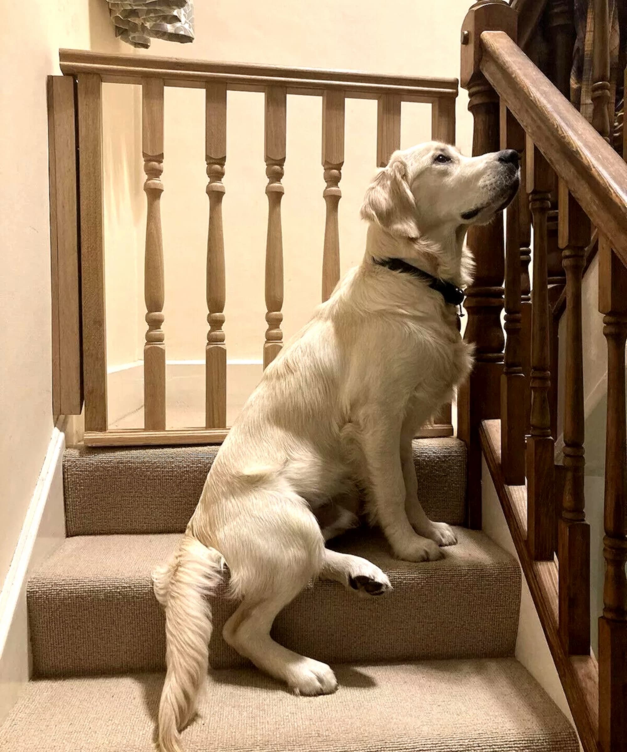 A Golden Labrador sitting on stairs with a gate blocking the top