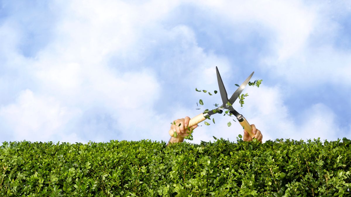 What is the legal height of a hedge between neighbours?