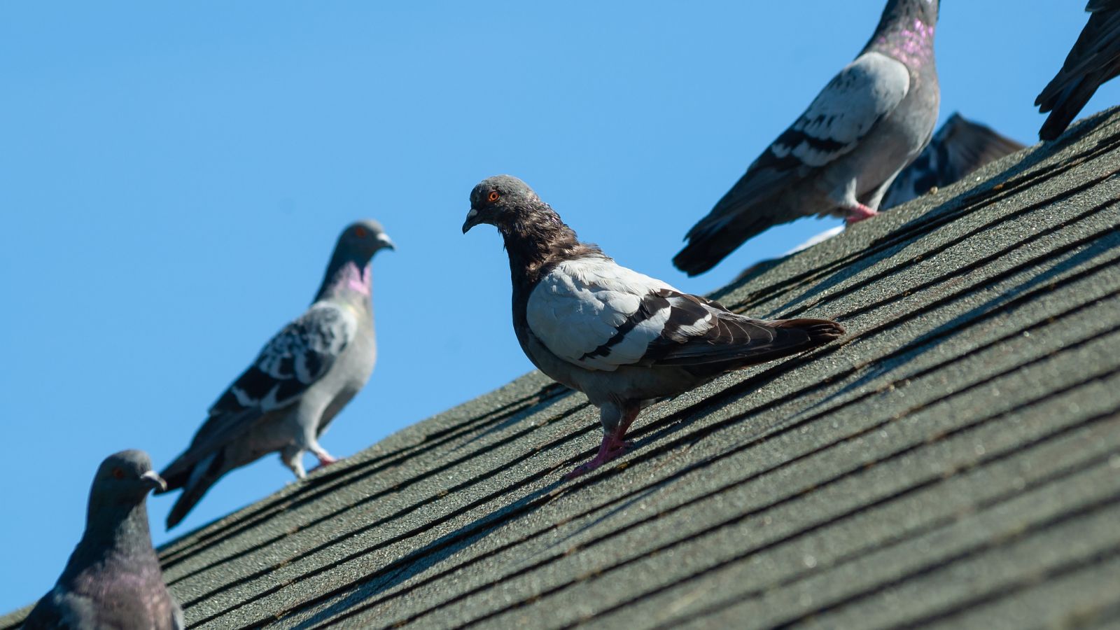 Why to avoid using mothballs to prevent pigeons on your roof