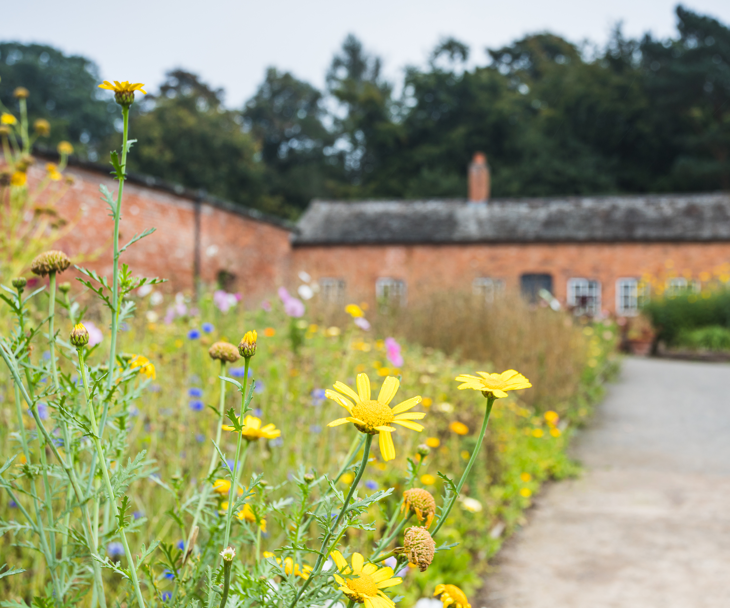 planted garden and lawn with large brick wall in distance adjoining an old brick property