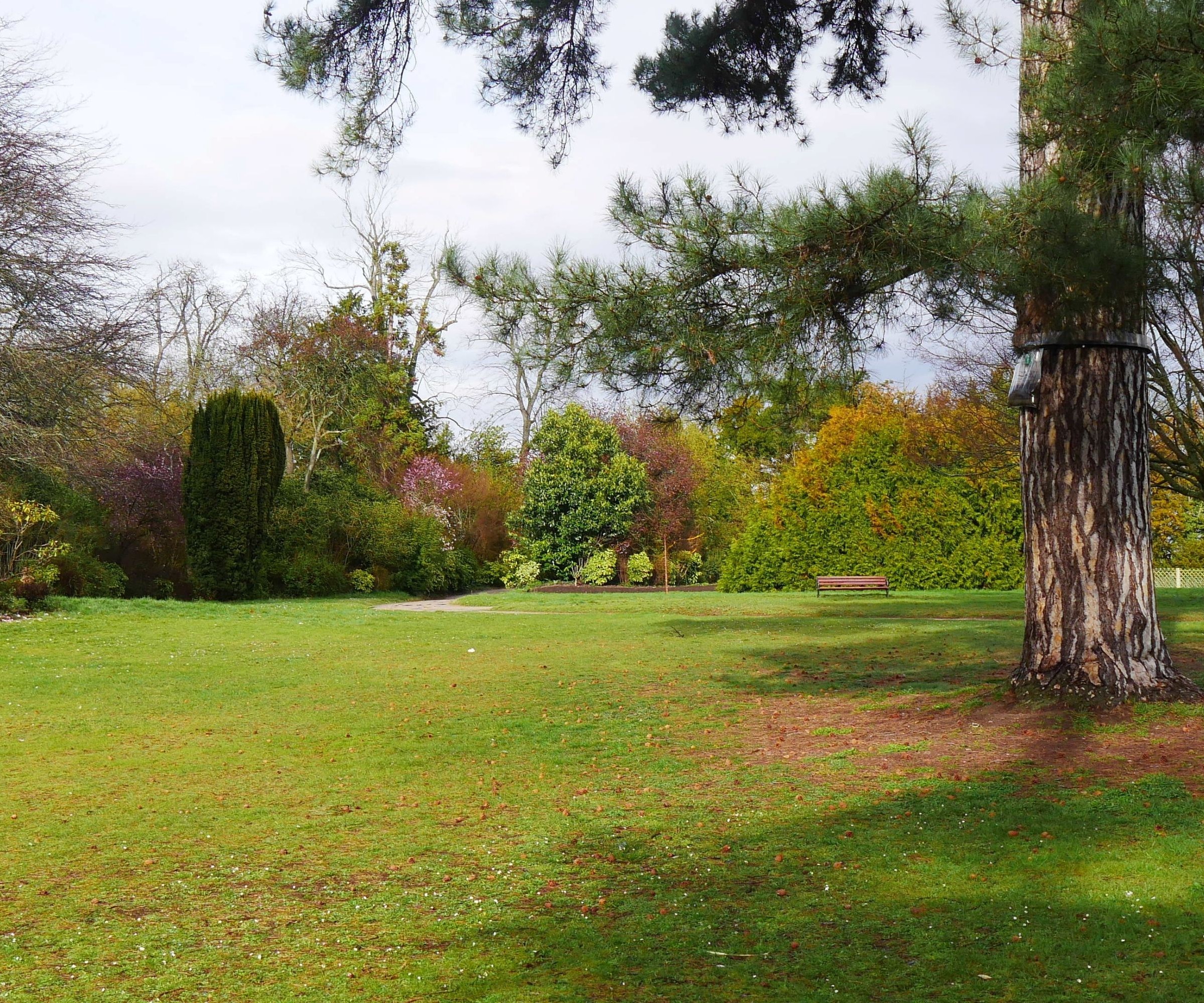A large lawn with trees in the background and a large tree to the right of the image