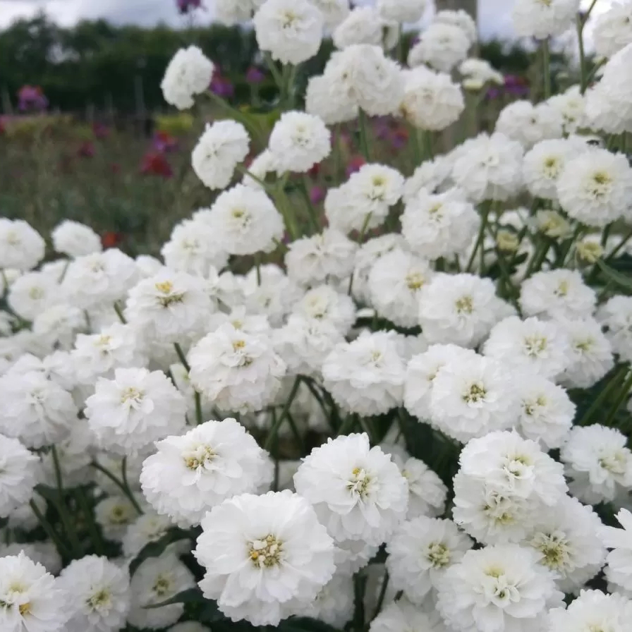 achillea-peter-cottontail