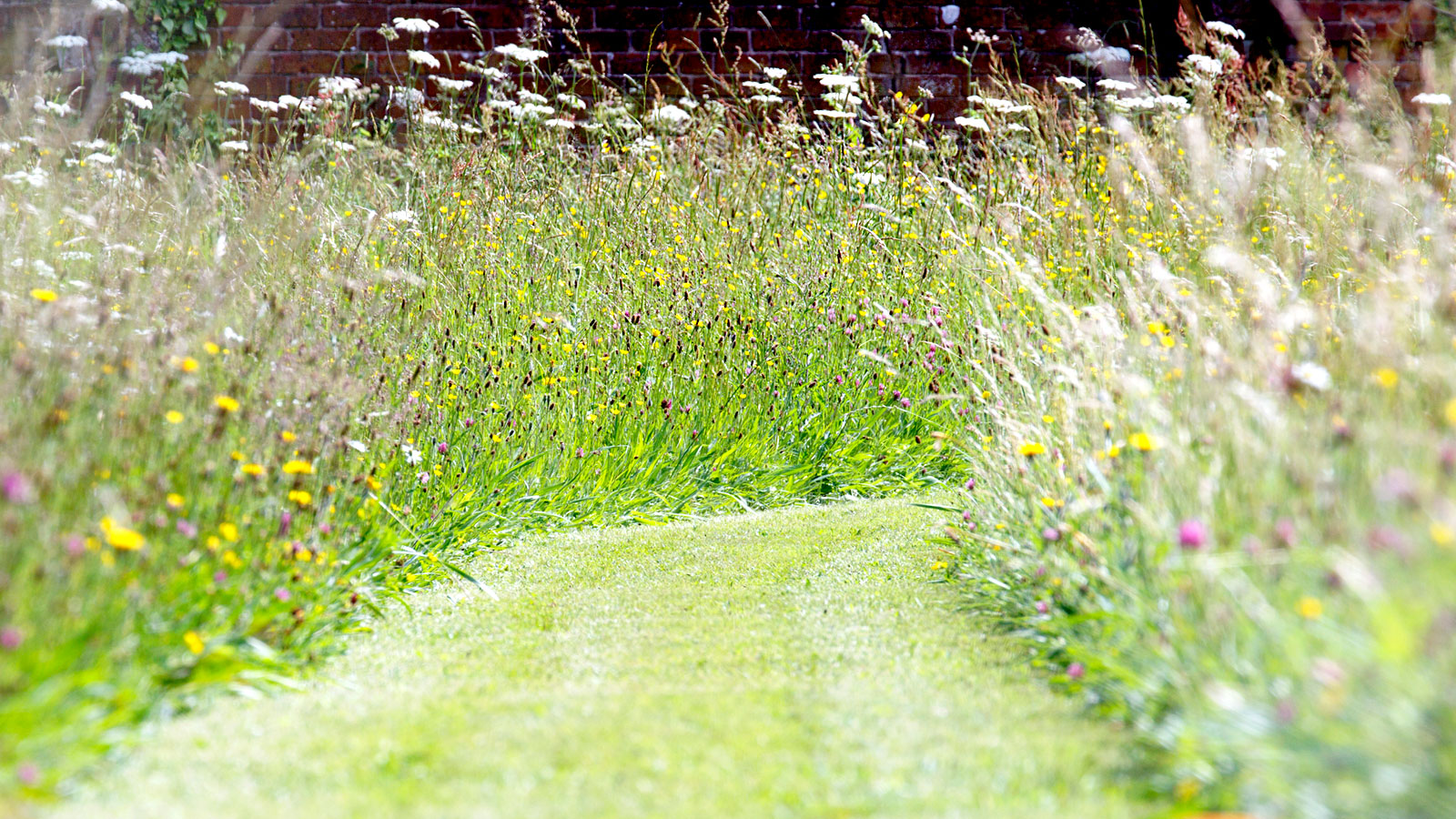No Mow May: How to prepare your lawn