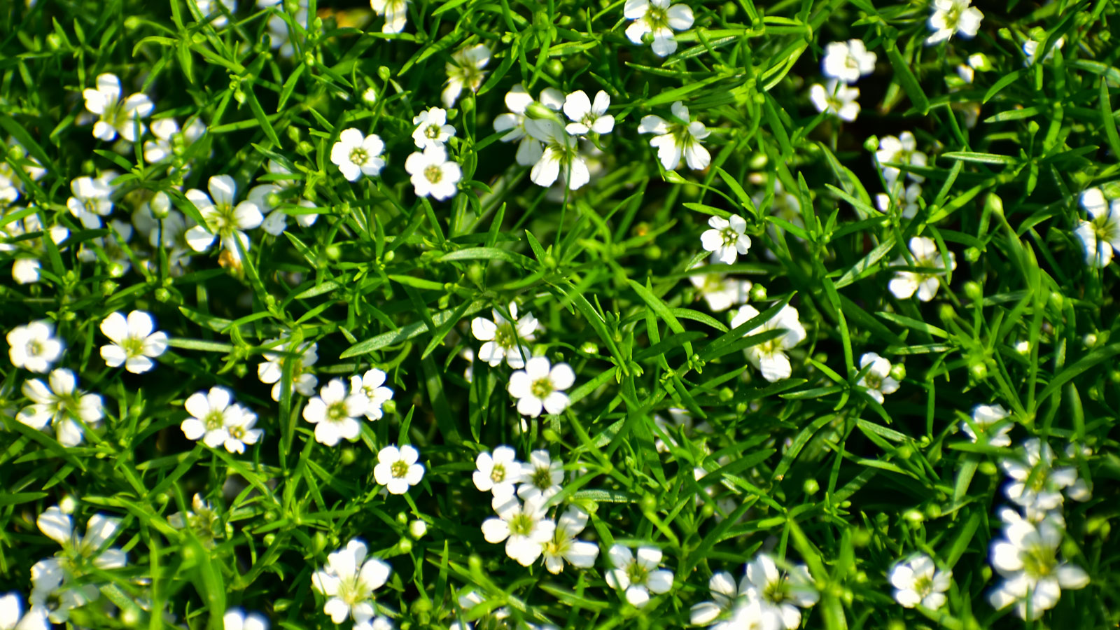 What is an Irish moss lawn and how do you care for one?