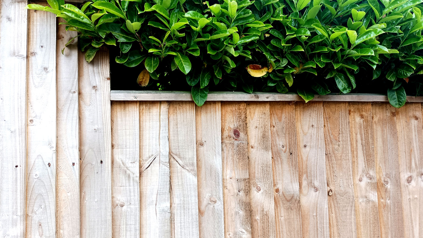 What is feather edge fencing? Pros reveal all