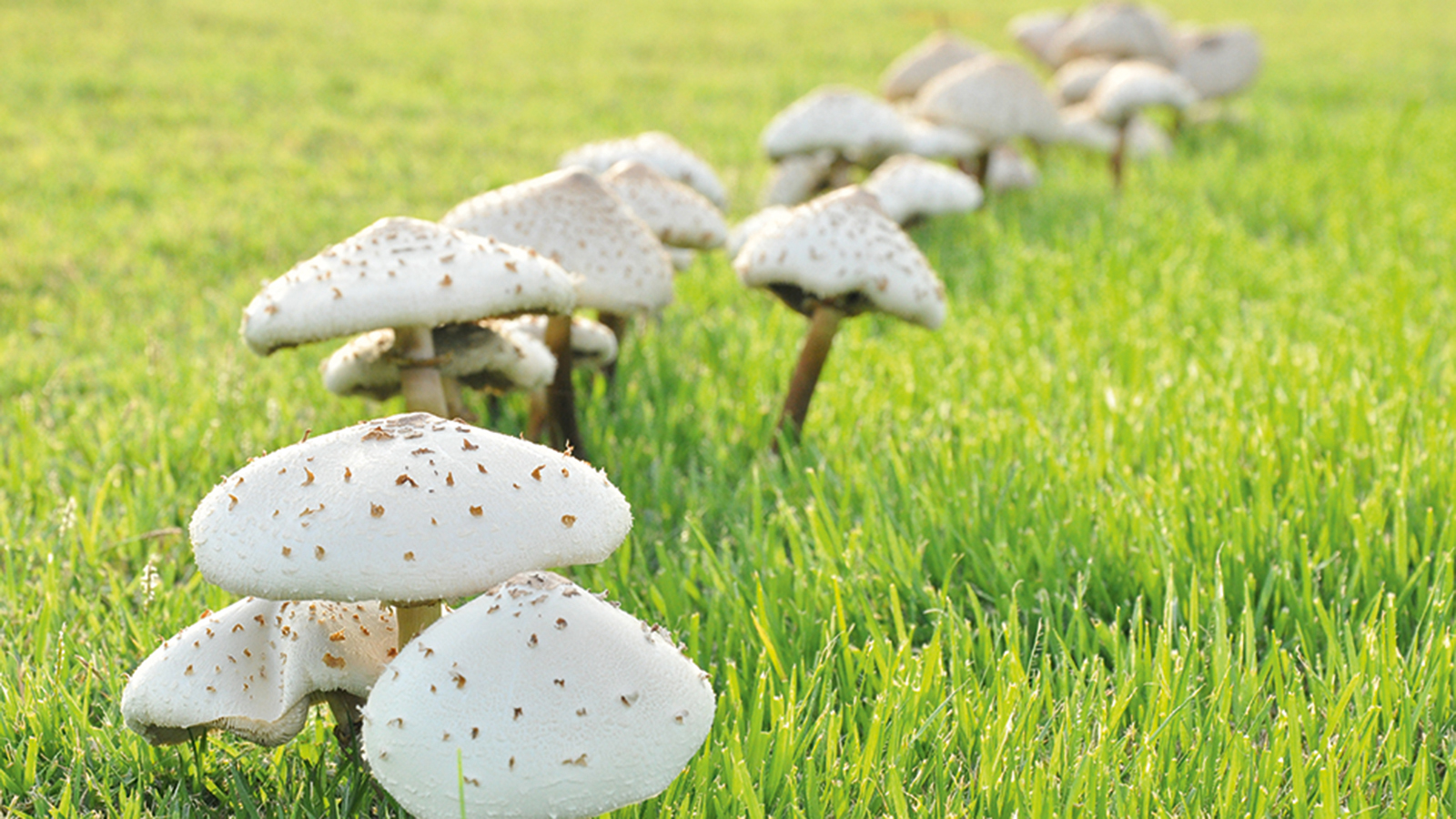 How to get rid of mushrooms in your lawn