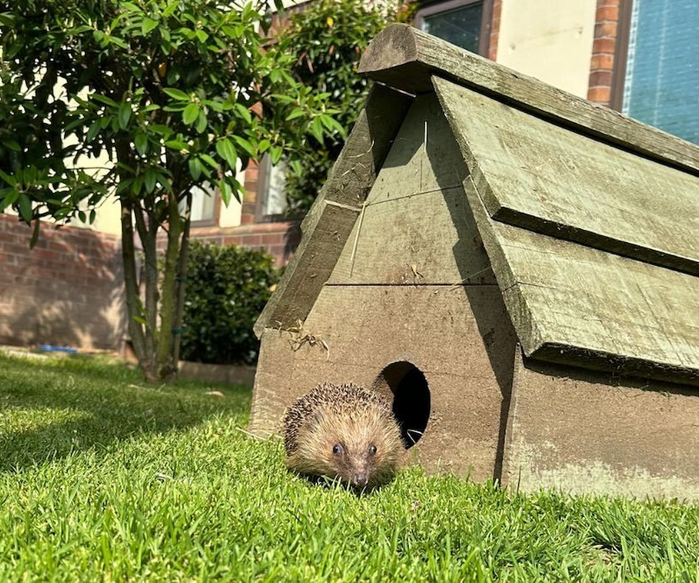 A hedgehog house with a hedgehog next to it