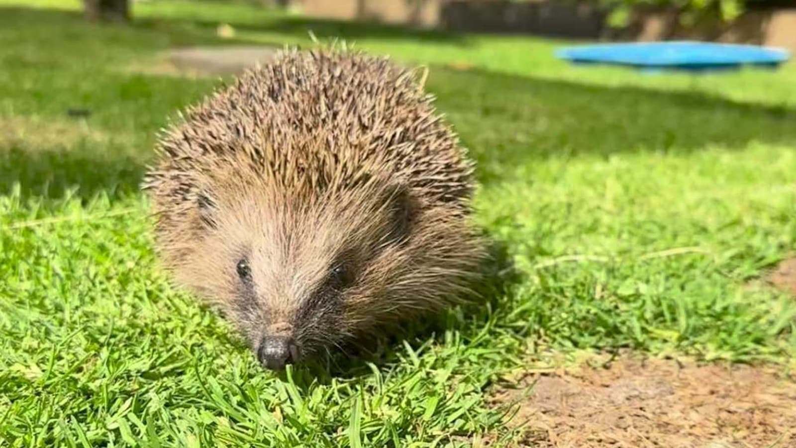 A hedgehog in a garden