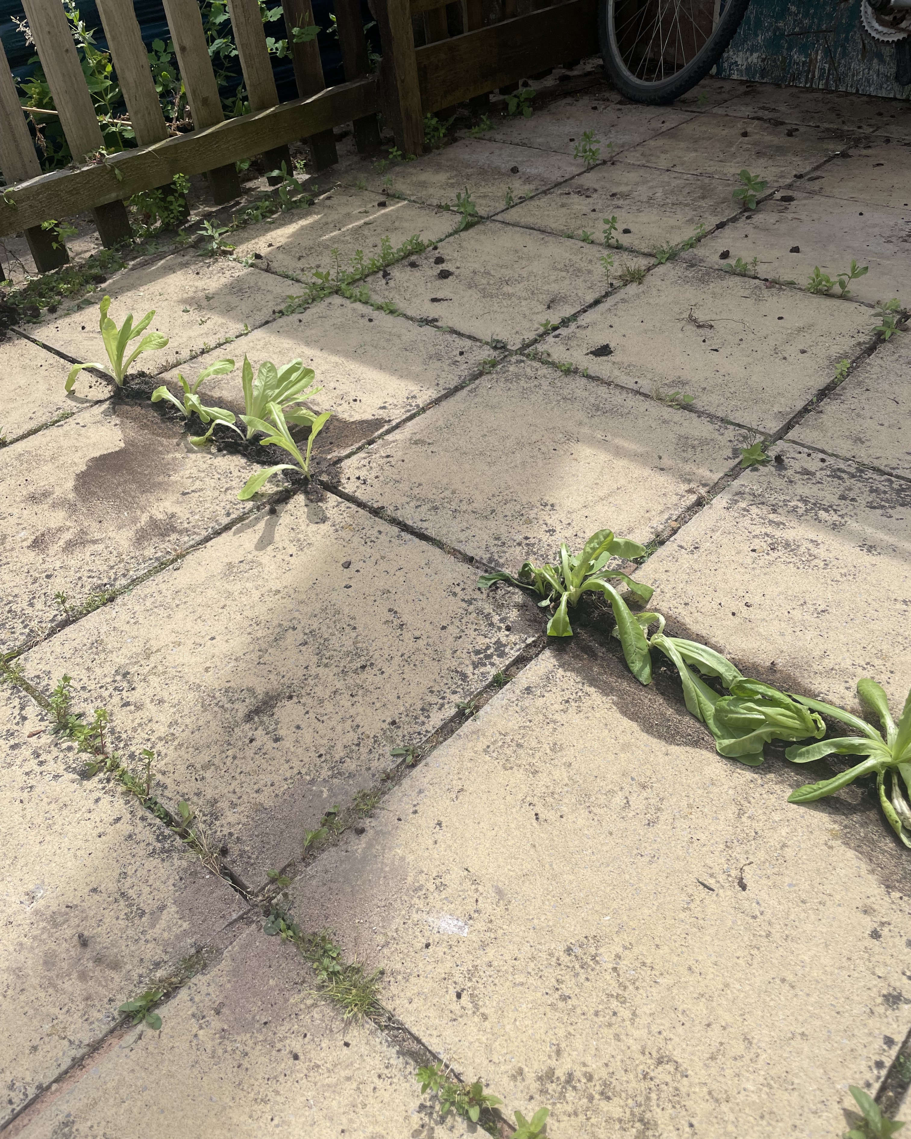 Lettuce growing in the cracks of block paving
