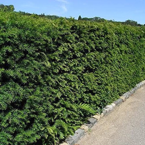 Gardenersdream 100 X Taxus Baccata Plants - English Yew Hedging Plants - Evergreen Outdoor Shrubs for Garden - All Year Round Hedge Bushes for Gardens and Borders (20-40cm Incl. 9cm Pot)