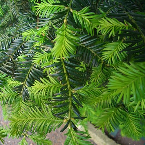You Garden - Yew Hedging Plant, Taxus Baccata, 9cm Pot, Pack of 25, Evergreen, Ready to Plant