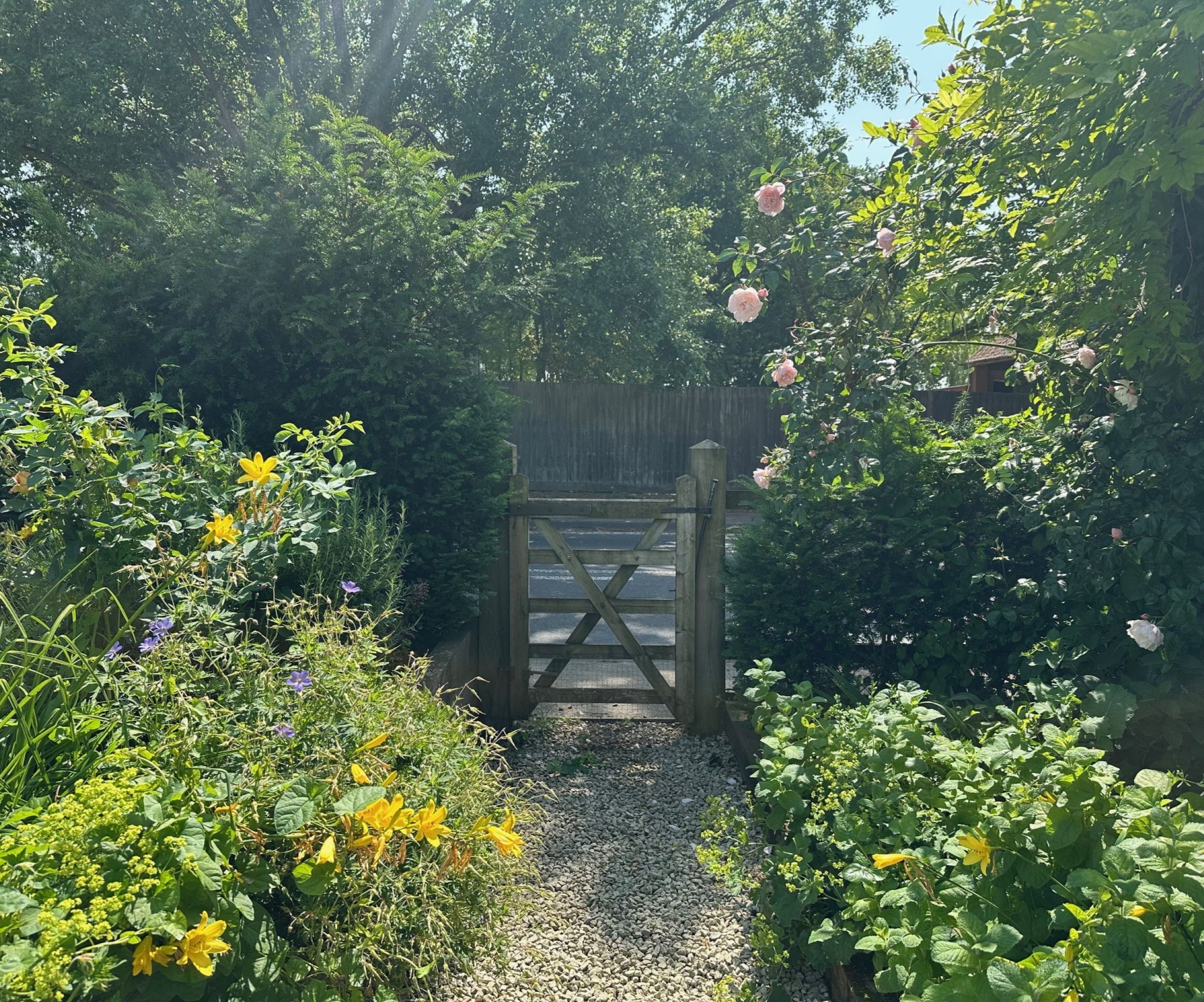 A garden gate with a yew hedge either side and a pink climbing rose