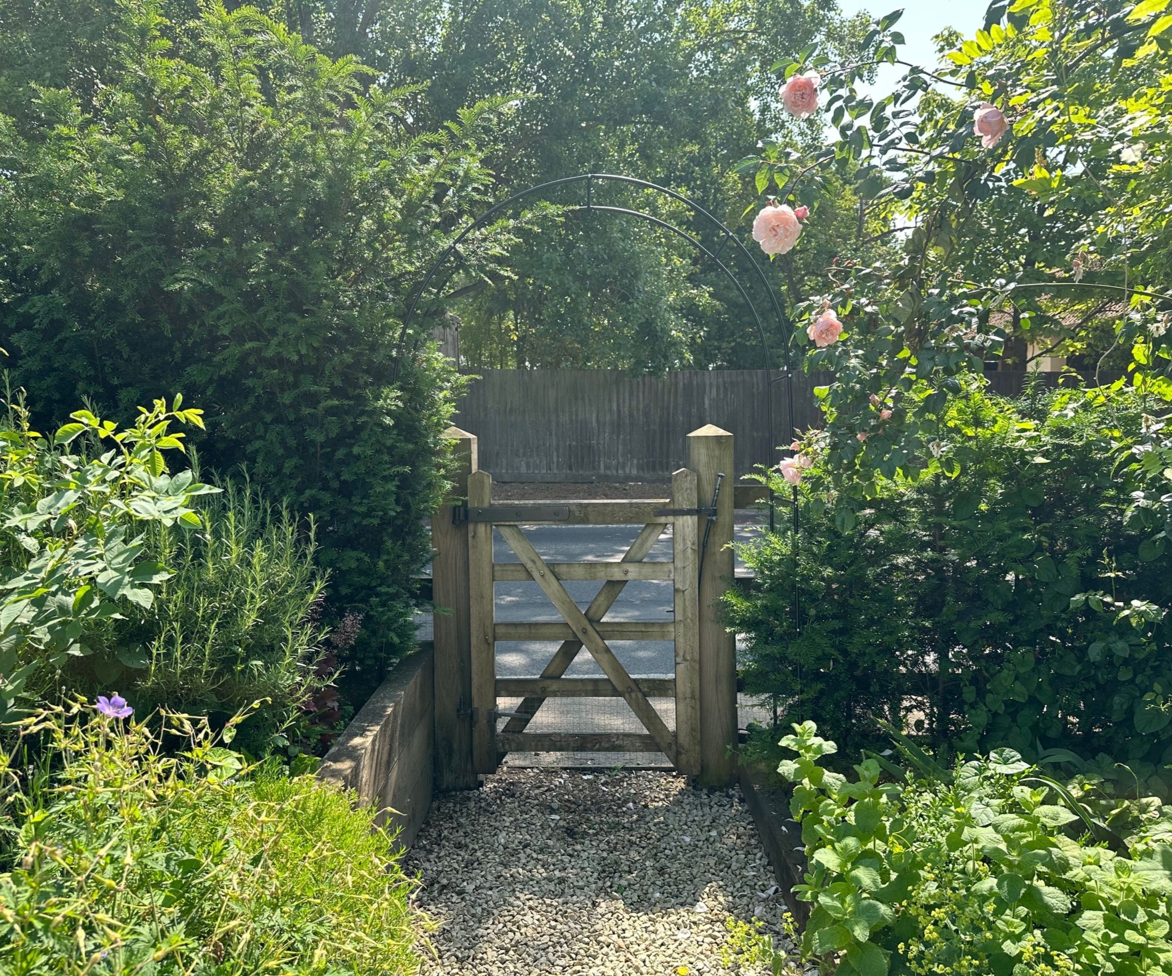 A garden gate with a yew hedge either side and a metal black garden arch