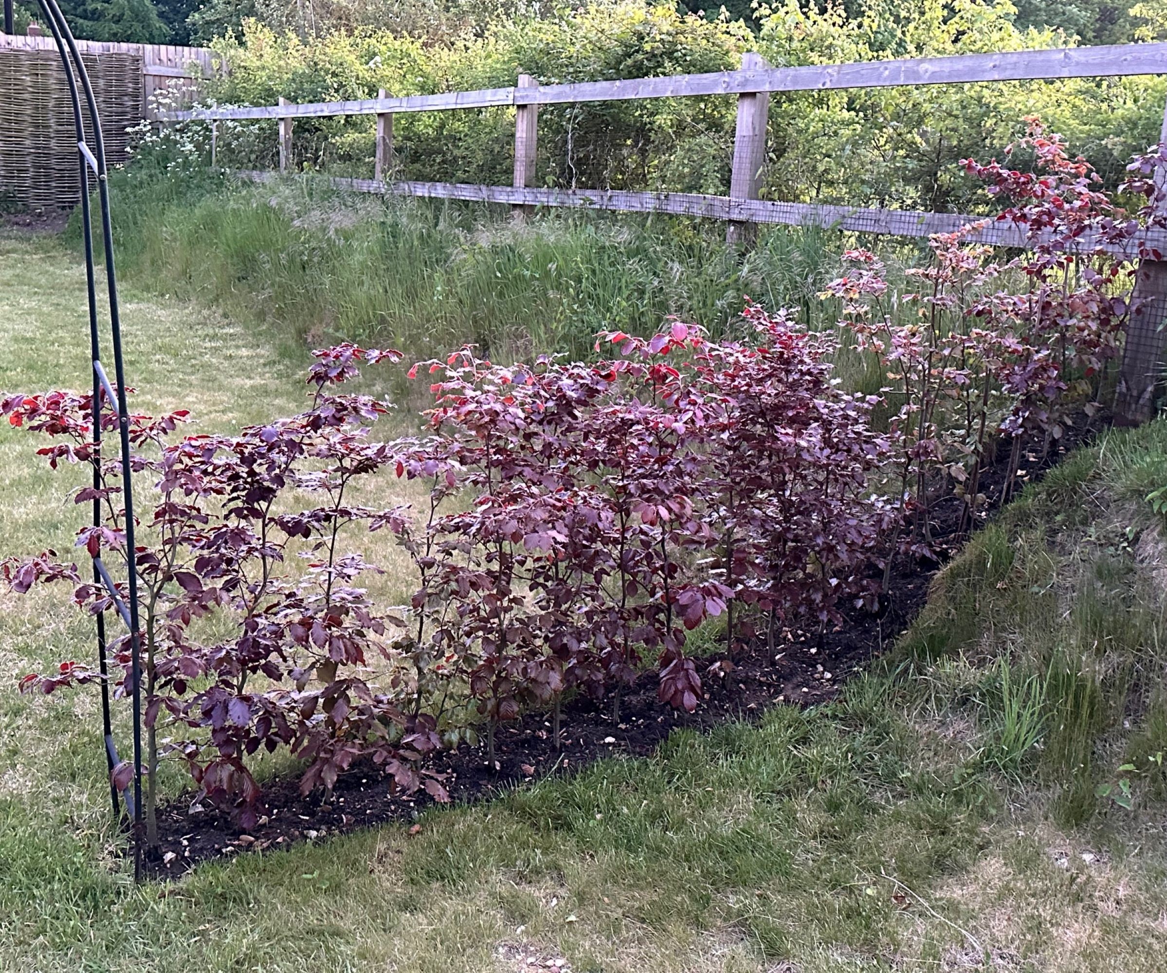 A copper beech hedge with wooden fence behind it