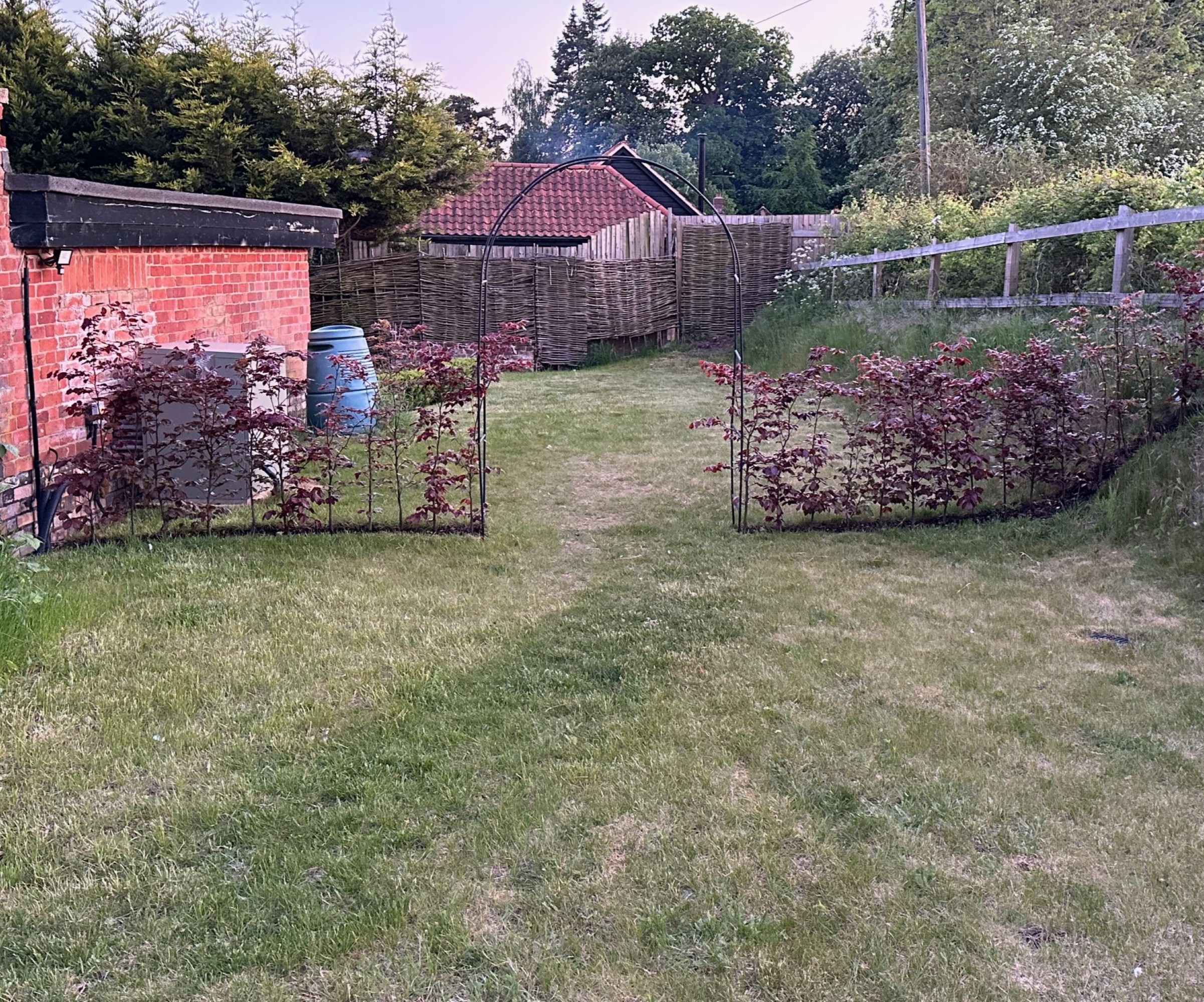 A copper beech hedge with a black metal garden arch in the middle and a grass lawn underneath