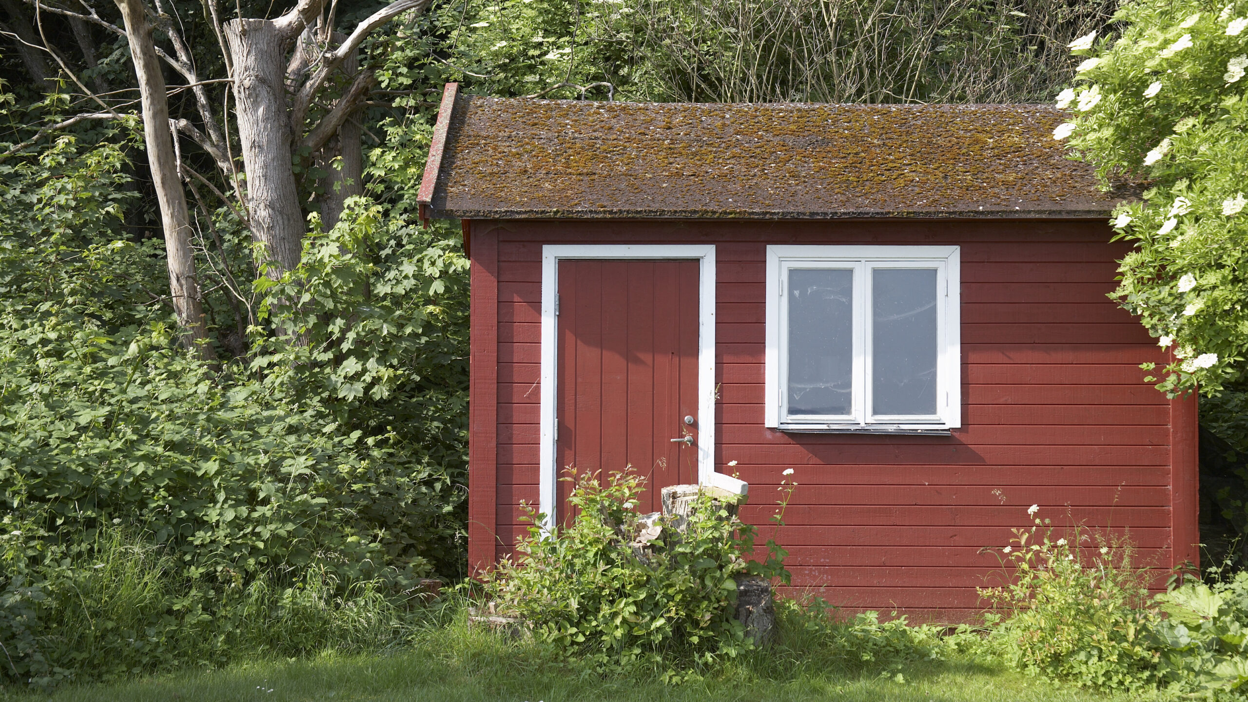 Garden shed with red-brown stained woodwork with door and window with trees and shrubs behind and lawn in front