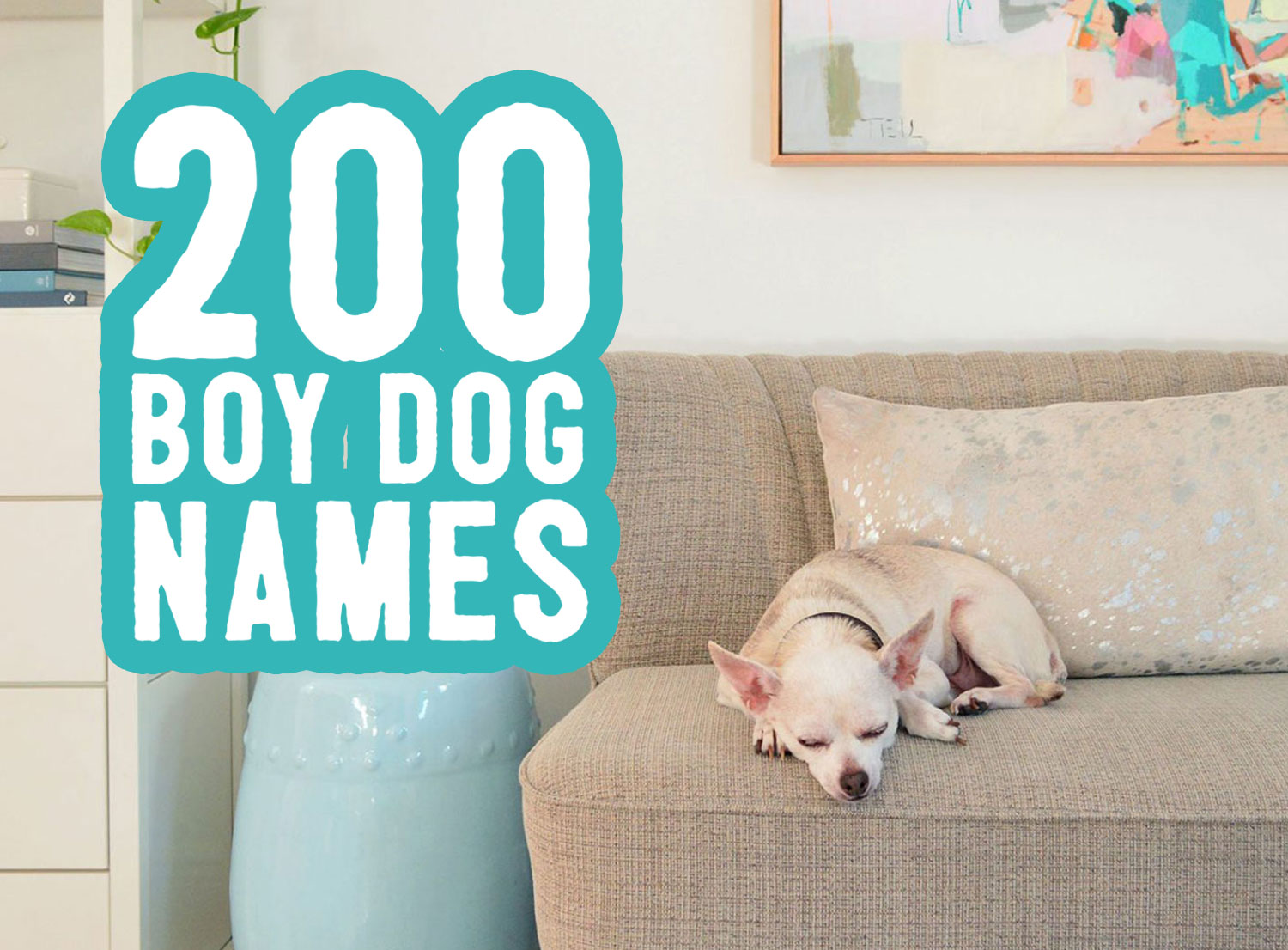 Boy Dog Names: 200 Names + Naming Tips