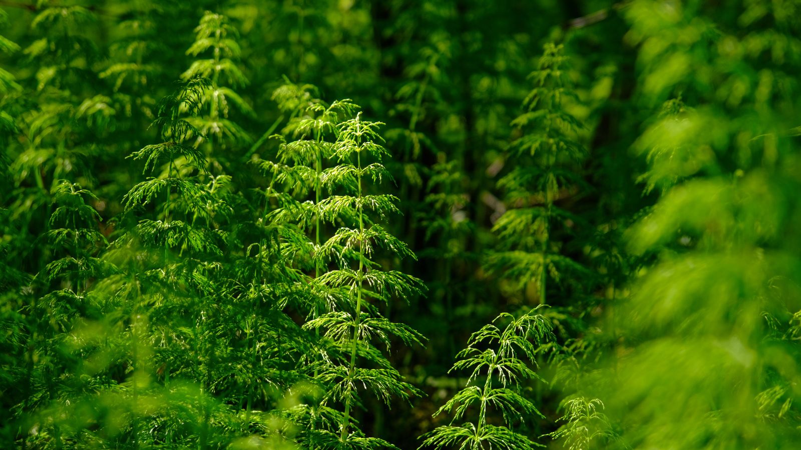 How to get rid of horsetail weeds in your garden