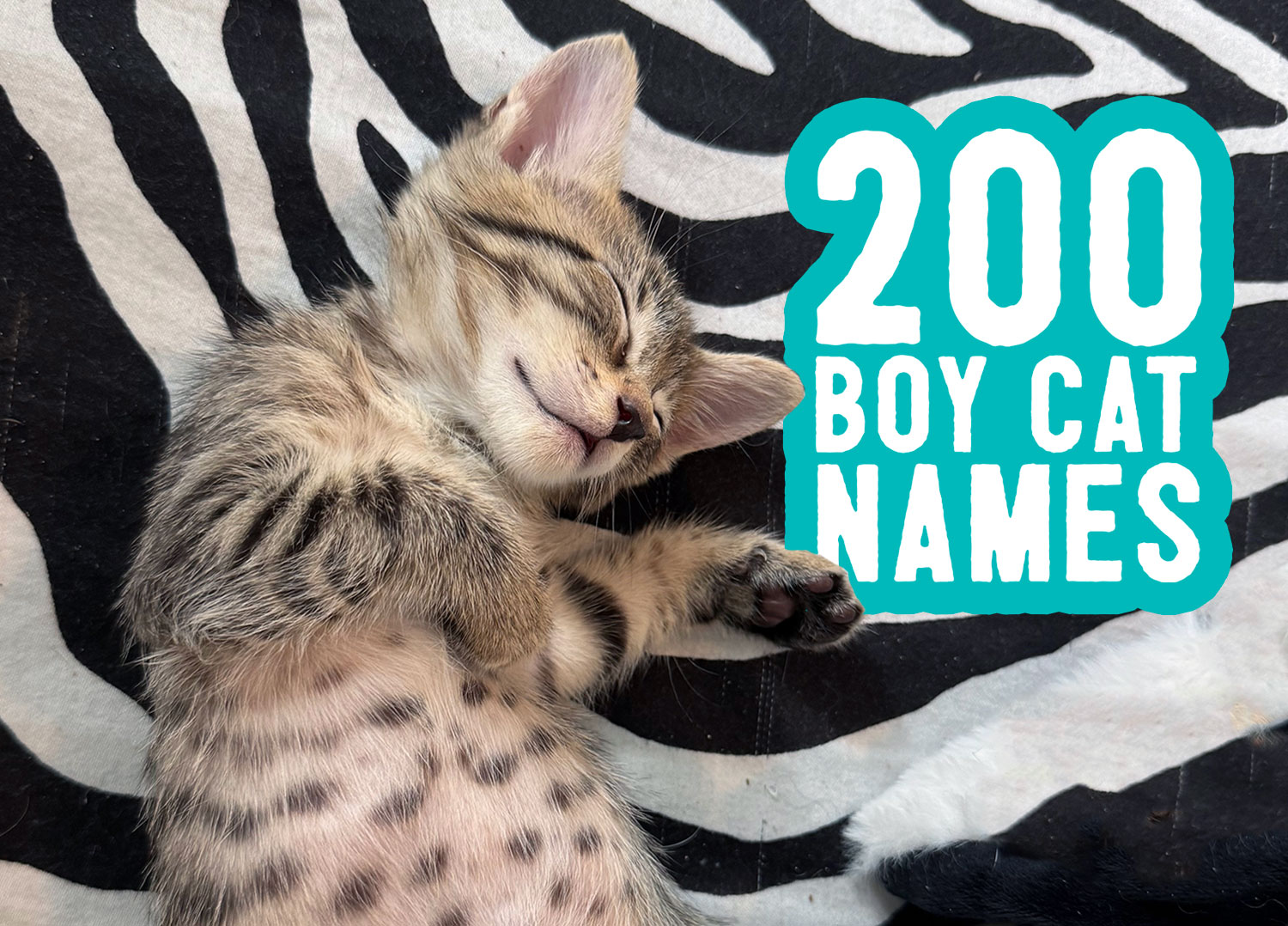 Boy Cat Names: 200 Names + Naming Tips