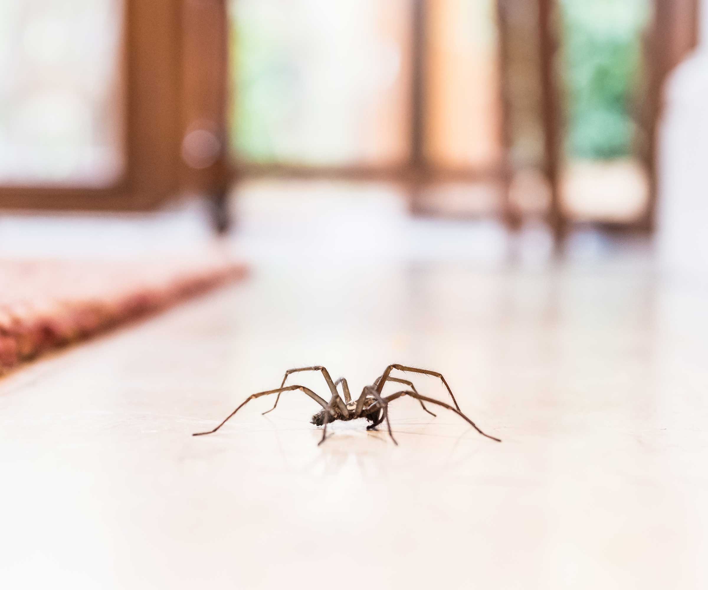 large spider crawling across the floor of a house