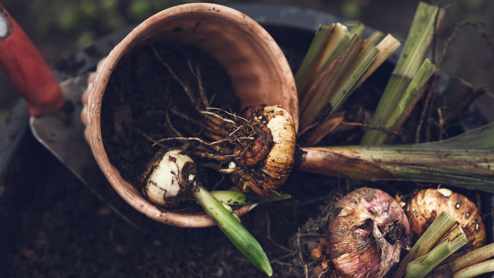 Best bulbs to plant in September for kerb appeal in spring