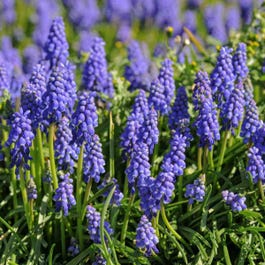 Thompson &amp; Morgan 170 X Muscari Armeniacum Bulbs
