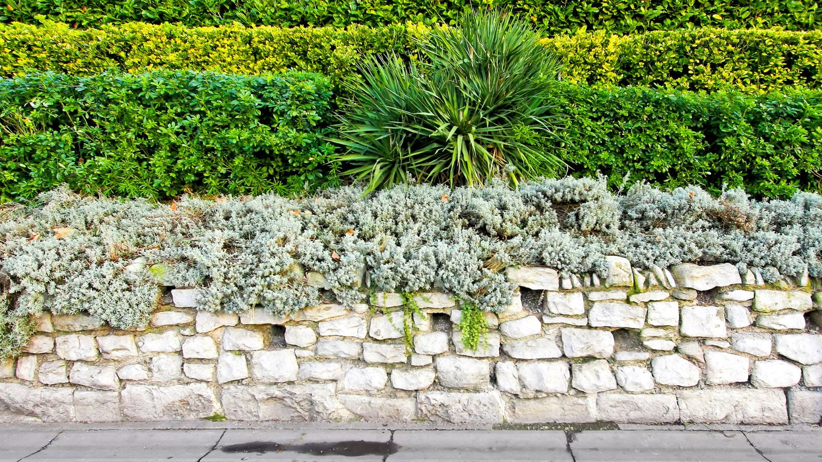 A low stone garden wall topped with dense planting. Silvery-green groundcover spills over the stones, while behind it layers of clipped green hedges and a spiky ornamental shrub add height and texture.