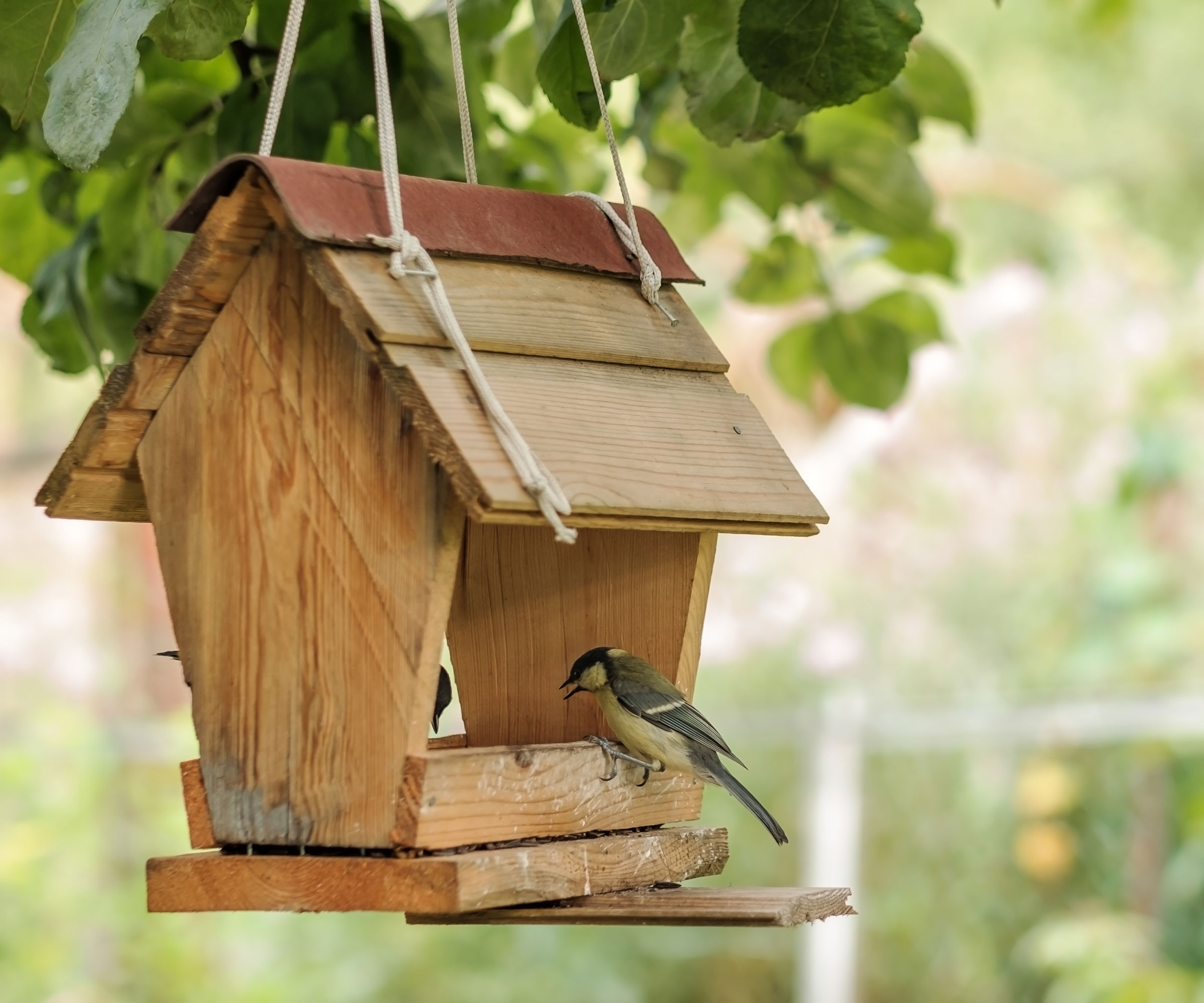 wooden bird feeder with a blue tit perched on it, tied up with string and hanging from a tree
