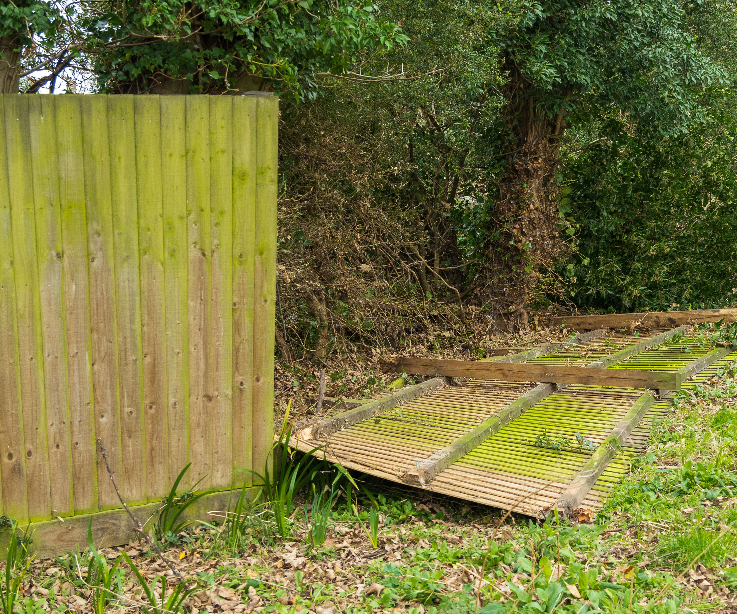 garden with fence, lawn and trees, with section of fence panels blown down