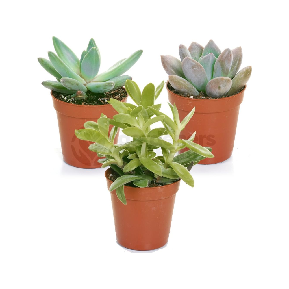 GardenersDream 3 Succulent Plants