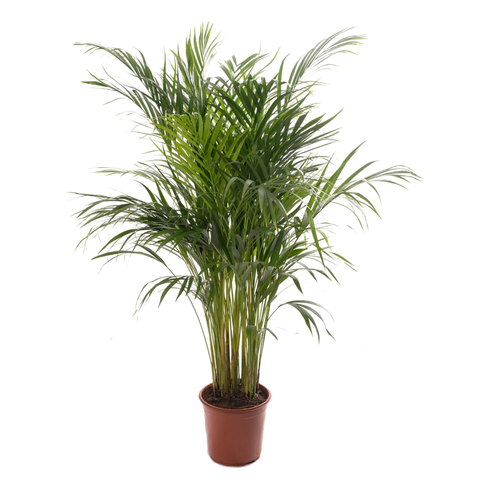 Areca palm plant in pot