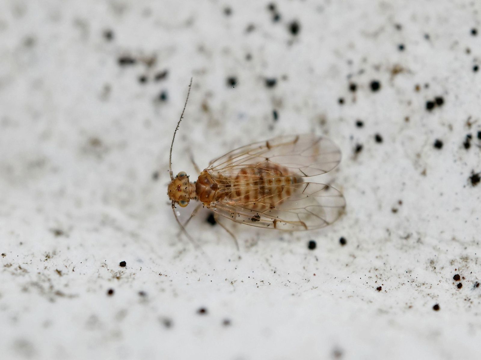 How to get rid of booklice, according to pest control experts