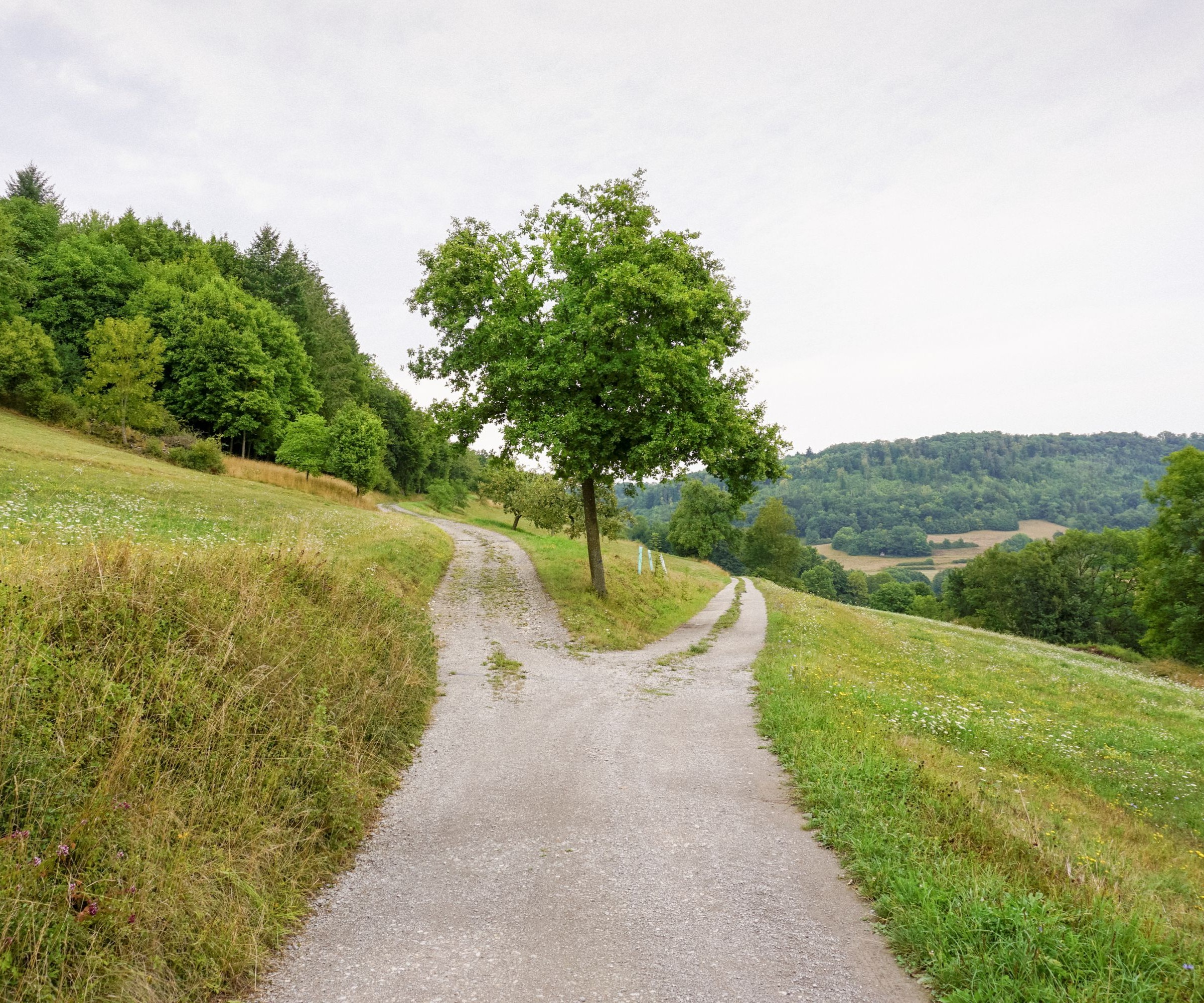 A track dividing in two different directions with grass lawns on either side and a tree in the middle