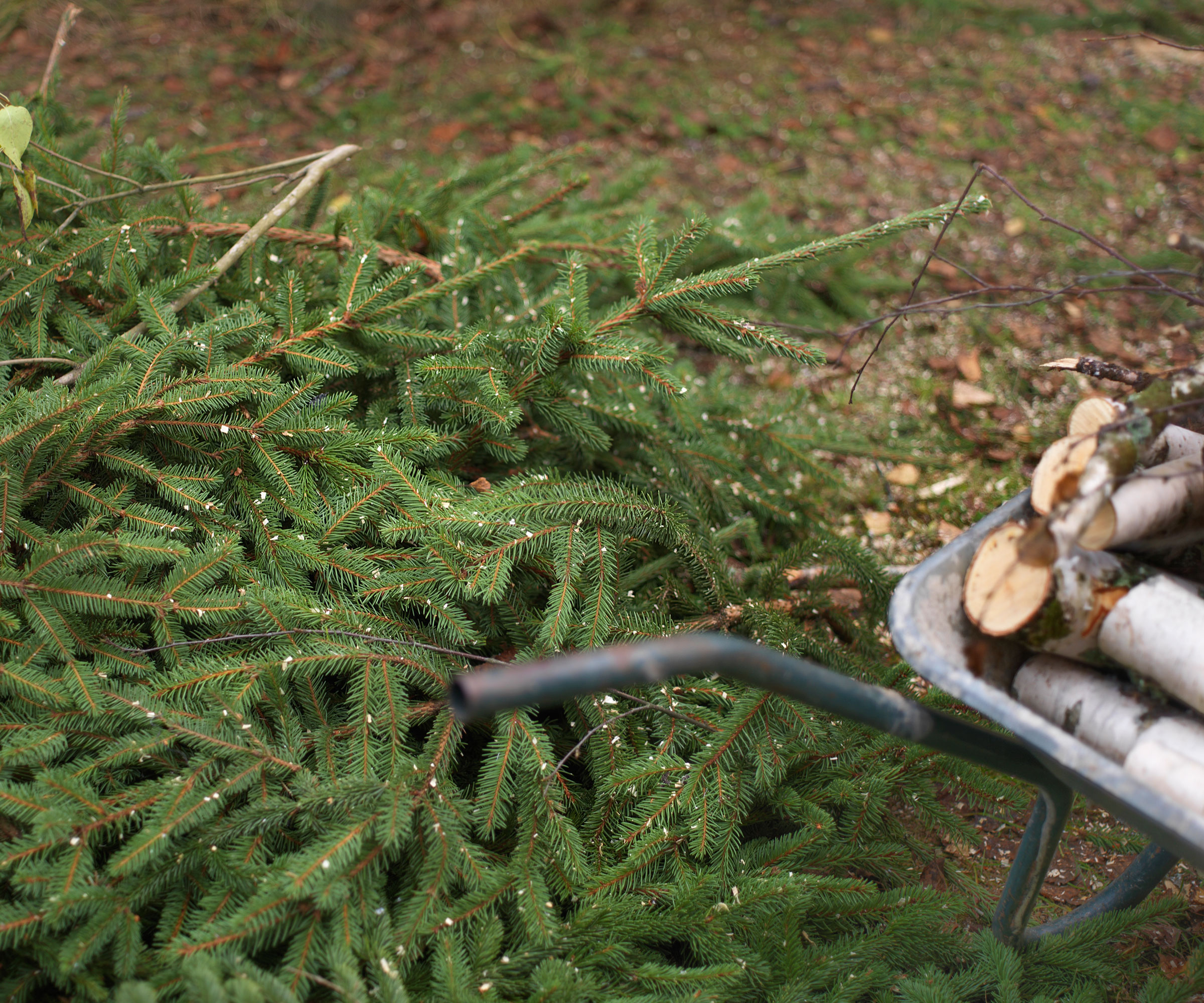 christmas trees branches and wheelbarrow with newly cut logs