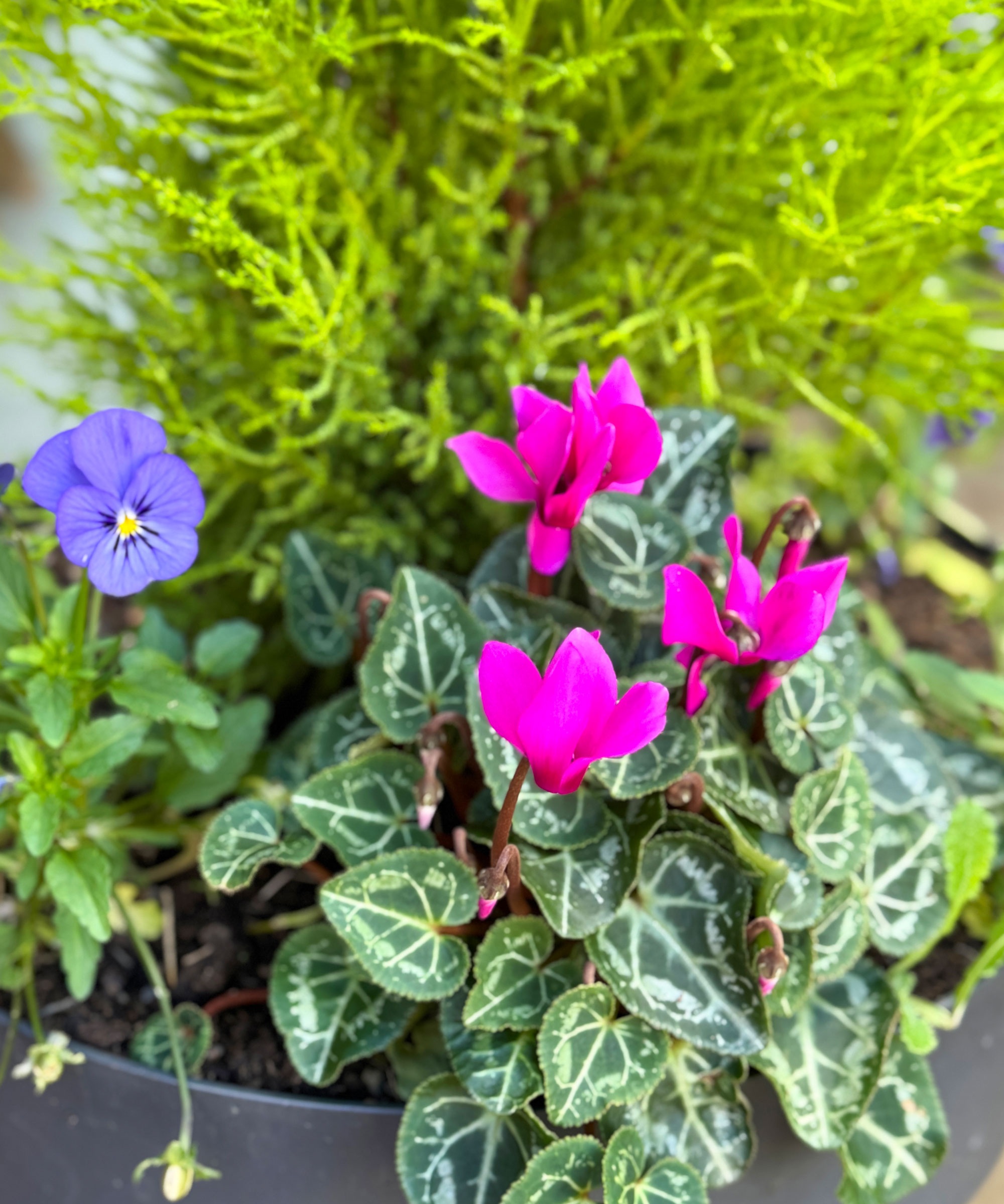 pink cyclamen purple pansies and dwarf conifer in a winter container garden