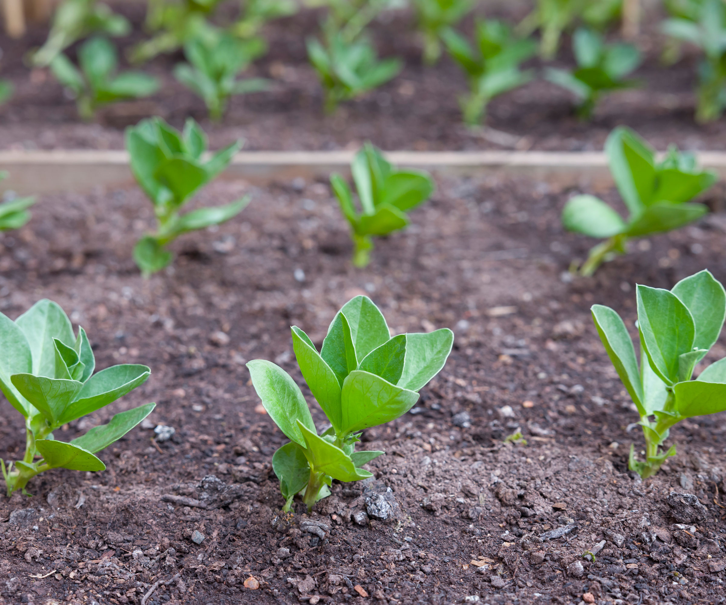 broad bean seedlings growing in soil