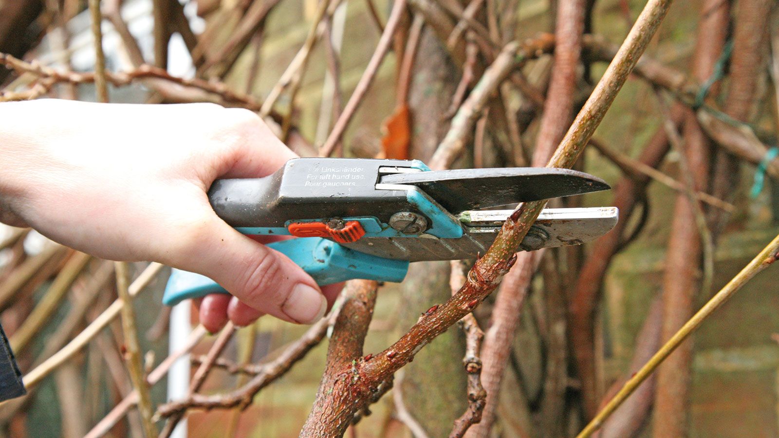 January gardening jobs to prepare for the year ahead