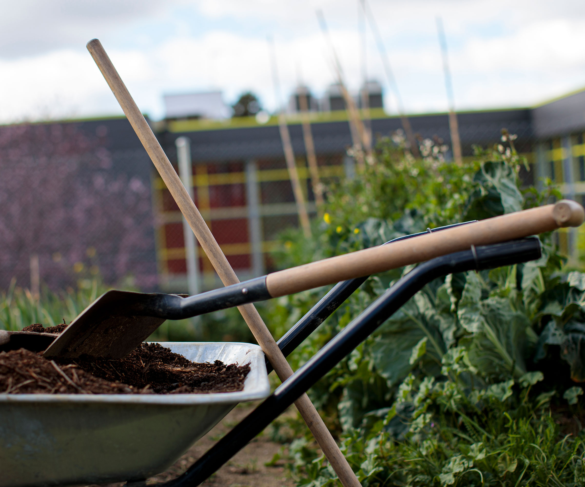 wheelbarrow filled with compost and a spade, with rows of vegetables growing in a garden and some bamboo canes