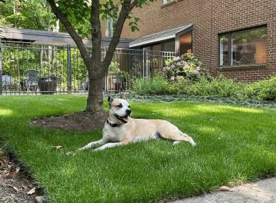 TurfMutt Foundation Unveils 2026 Backyarding Trends